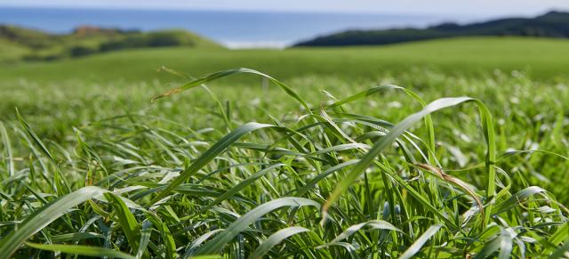 image of green pasture up close