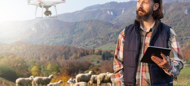 farmer with digital tablet and drone herding sheep