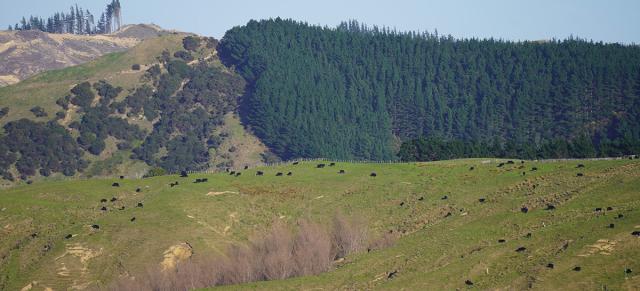image of pine tree plantation on Castlepoint farm