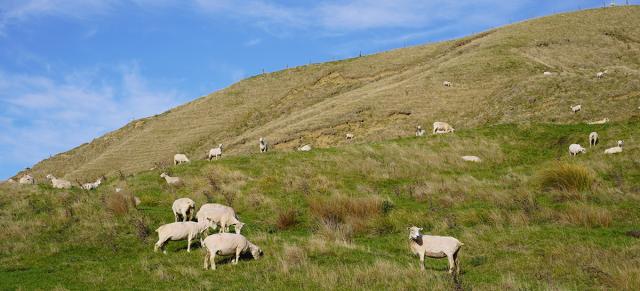 image of sheep grazing on hill country
