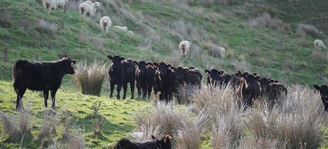 image of black angus beef cows infront of sheep on hill country