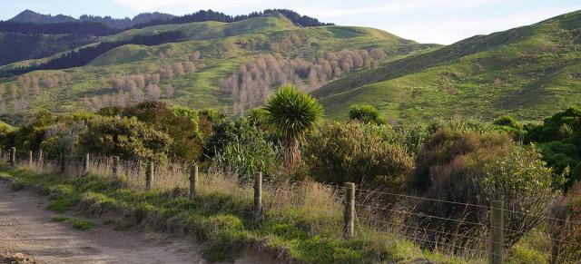 image of native plants and pine trees in background