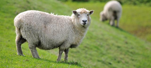 image of two ewes grazing on hill country pastures