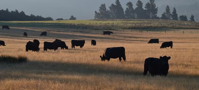 image of black angus in dry paddock