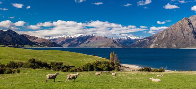 image of snow in background and sheep