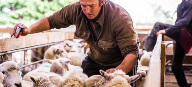 image of two men in sheep pens