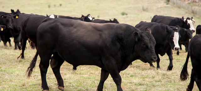 image of black bulls