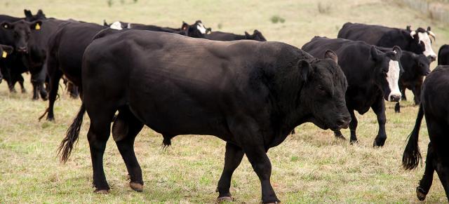 image of black bulls in herd