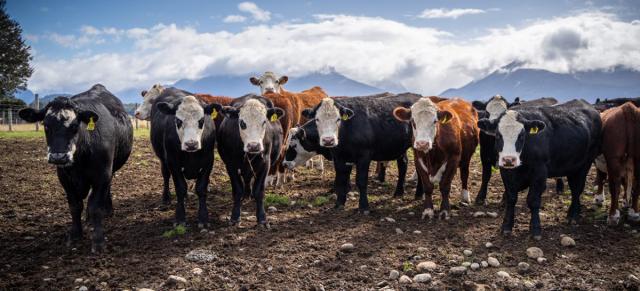 image of herd of cows ready for drenching