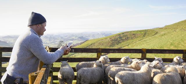 image of Charlie using a cell and sheep in the yard