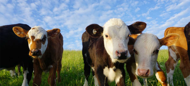 image of dairy beef calfs