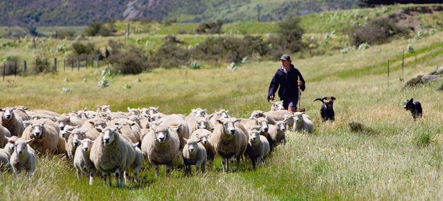 image of young shepherd and flock