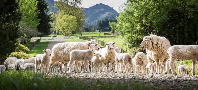 image of sheep and lambs on road