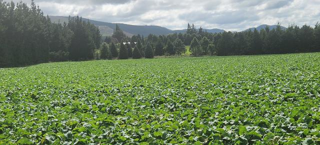 image of winter crops