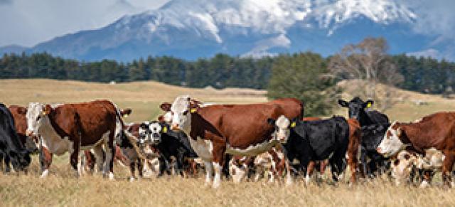 image of cows in dry grass infront of mountains