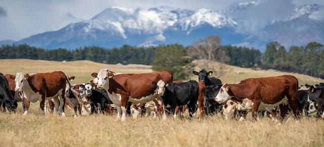 image of cows in dry grass infront of mountains