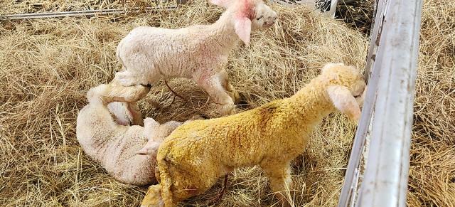 image of lambs in pen