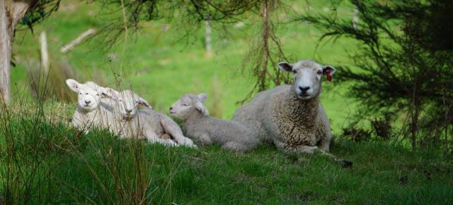 Lamb survival