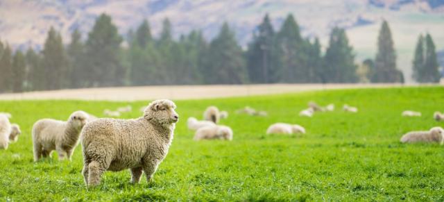 sheep