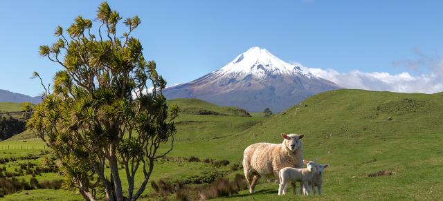 image of ewe and lamb infront of Mount Taranaki