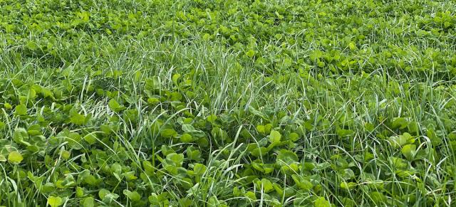 image of ryegrass and clover pastures