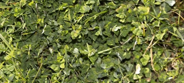 Sub clover