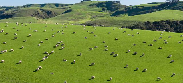 image of sheep on green paddock