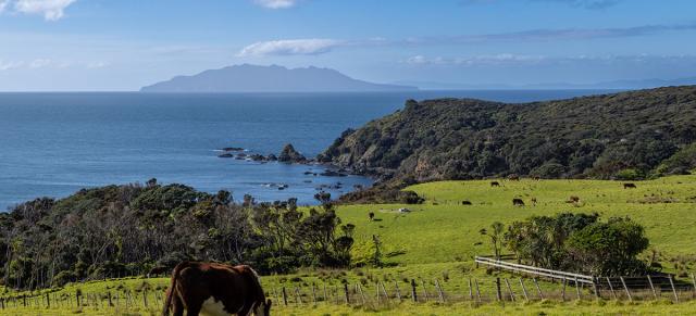image of cow grazing on green pastures infront of nz waters