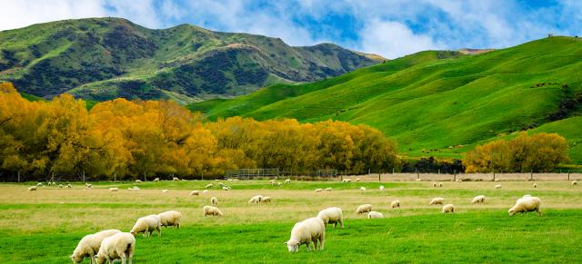 image of sheep grazing 