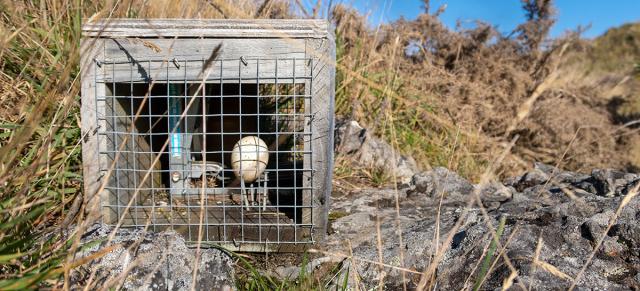 image of stoat/rat trap