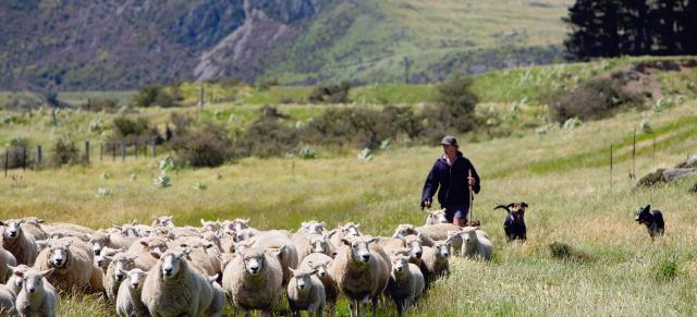 image of flock and farmer and two dogs