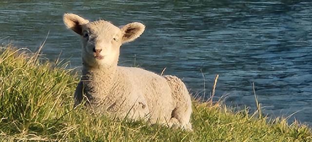 image of lamb near river