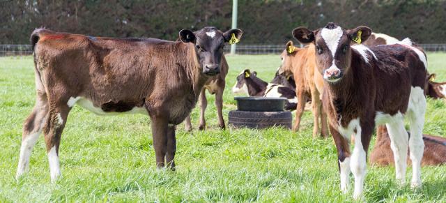 image of calves near tyre in paddock