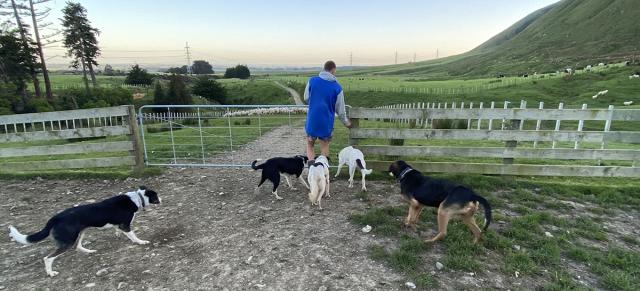 image of man opening gate with dogs