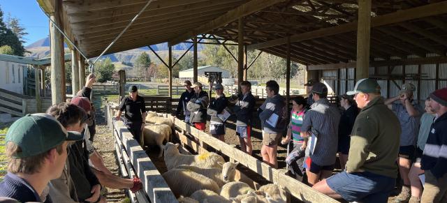 image of cadets drenching sheep in shed
