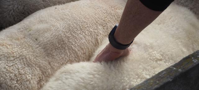 image of person conducting a body condition scoring test