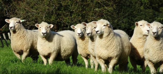 image of ewes on green grass