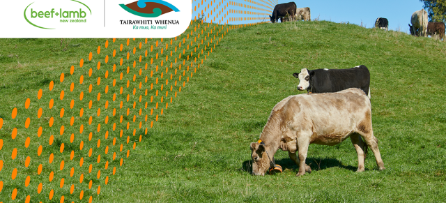 image of cows grazing behind virtual fence line
