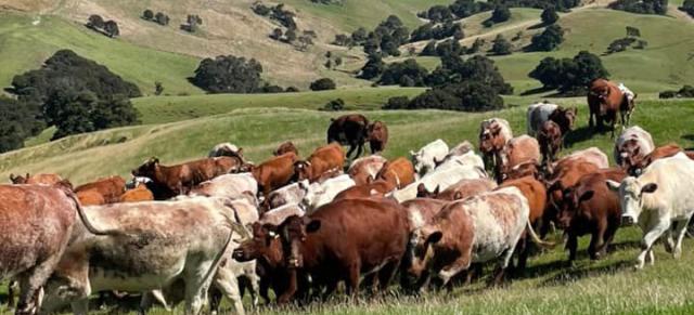image of cow herd on Wairarapa hills