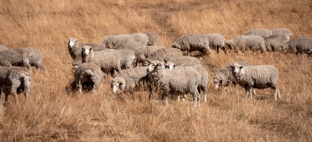 image of rams on dry farm