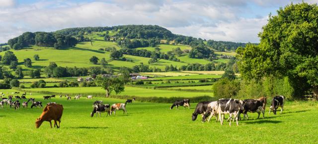 image of dairy beef cattle in green pastures