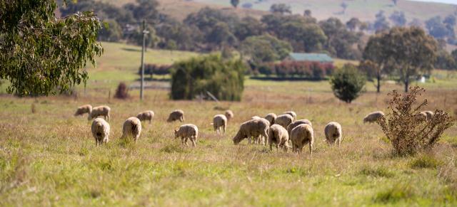 image of rams on dry farm