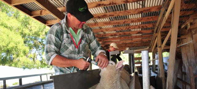 image of a man drenching a sheep 