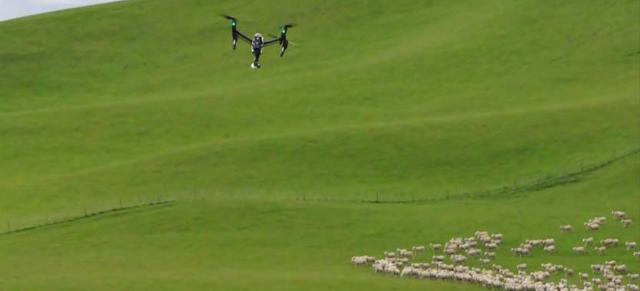 image of drone flying over sheep