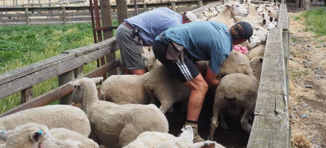 image of farmers checking ewes' udders