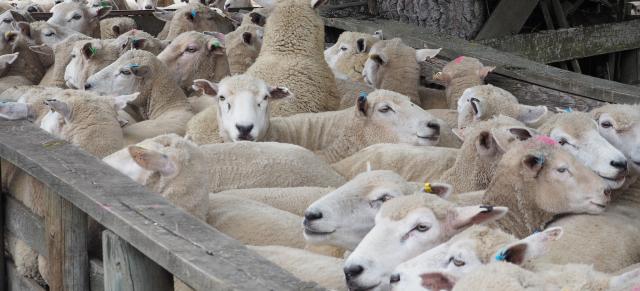image of ewes in yard