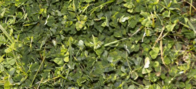 image of sub clover up close