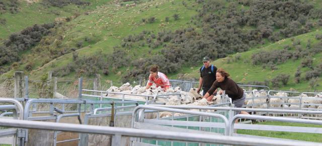 image of staff in the sheep yard