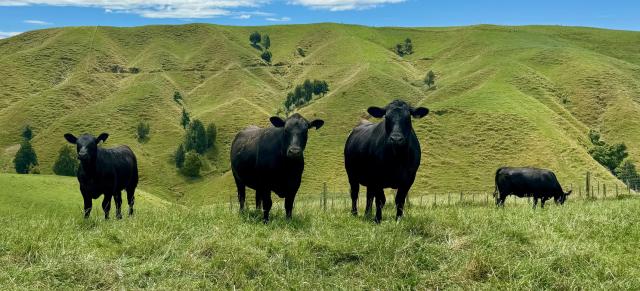 image of black angus cows in green pastures