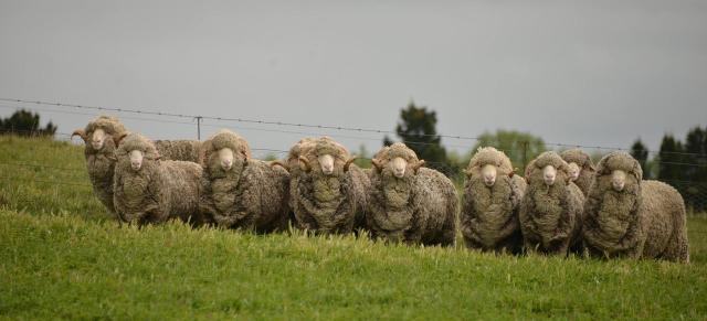 image of merino sheep